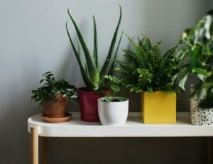 Decorar sua Casa com Plantas de Forma Econômica é uma maneira acessível de renovar o ambiente com charme e frescor. Utilize vasos reciclados, propague mudas e escolha plantas de fácil manutenção. Transforme seu lar de forma sustentável e sem gastar muito.