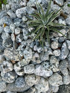 Imagem de um caminho de seixos rolados criando um visual suave e natural. Texto alternativo: 'Ideias de Decoração com Pedras e Seixos para seu Jardim - Caminho de seixos rolados