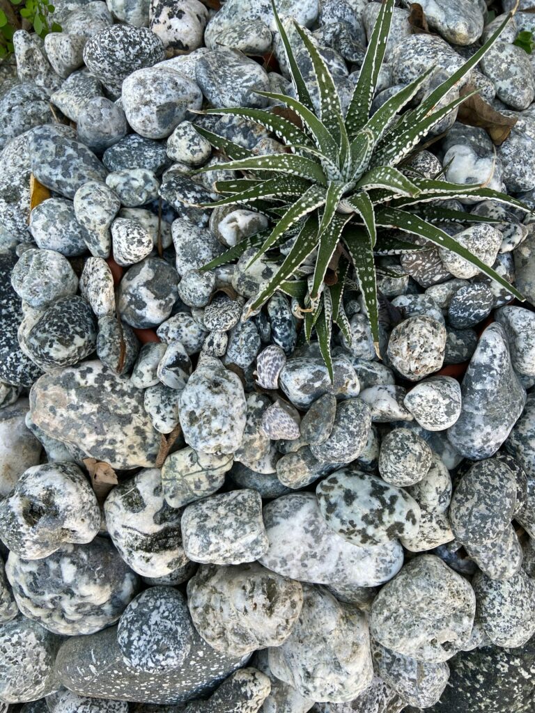 Imagem de um caminho de seixos rolados criando um visual suave e natural. Texto alternativo: 'Ideias de Decoração com Pedras e Seixos para seu Jardim - Caminho de seixos rolados